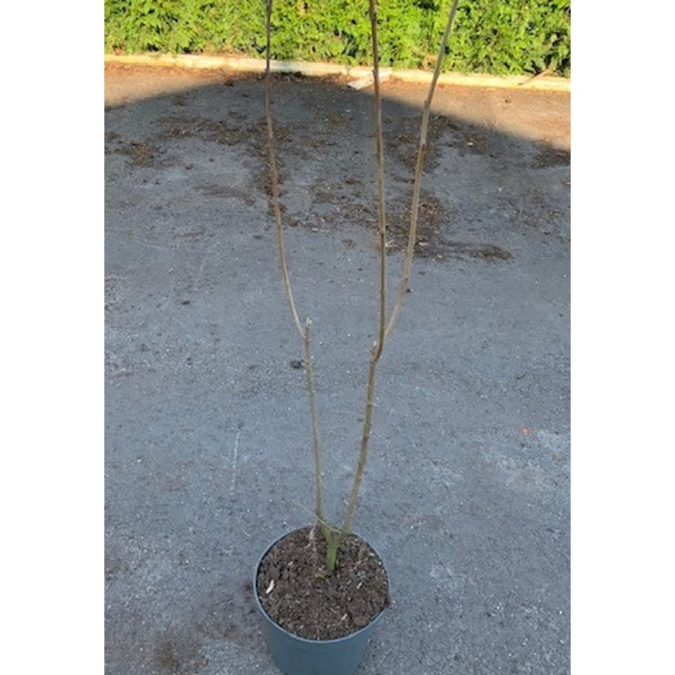 Snöflockbuske – Chionanthus virginicus - 80-100 CM RB